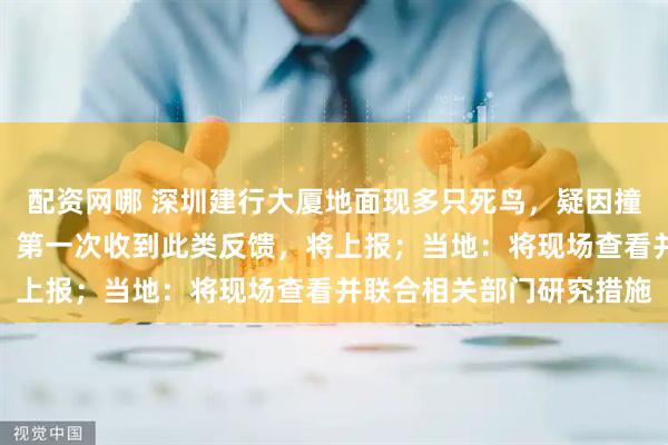 配资网哪 深圳建行大厦地面现多只死鸟，疑因撞击玻璃幕墙所致，物业：第一次收到此类反馈，将上报；当地：将现场查看并联合相关部门研究措施